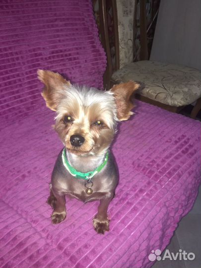 Йоркширский терьер девочка мини