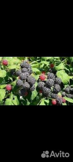 Малина Кумберленд рассада