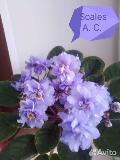 Фиалка(листы свежесрезанные)