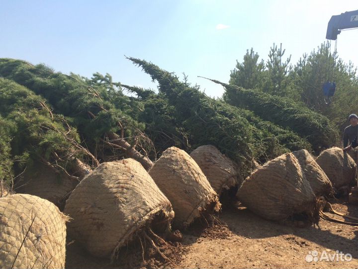 Крупномеры. Ели, сосны, берёзы, туя и голубая ель