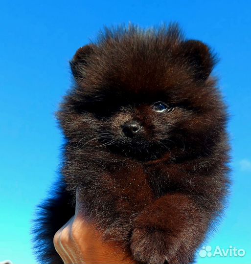 Шпице- мишки