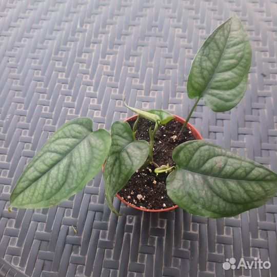 Сингониум, сцендапсус