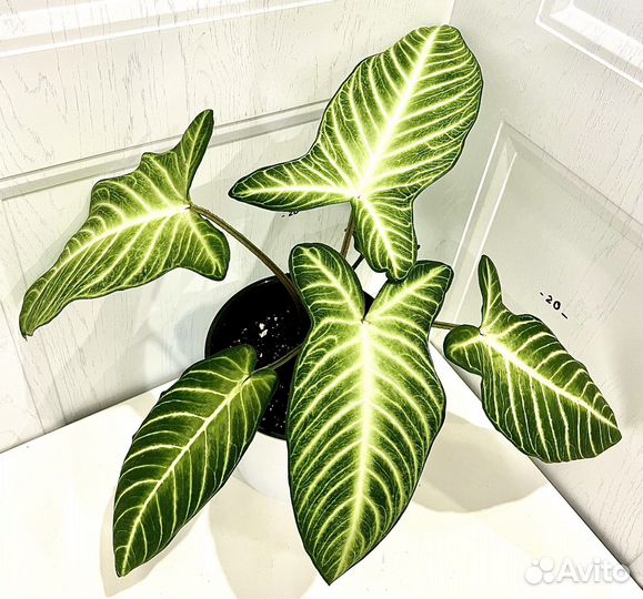 Ксантозома линдена