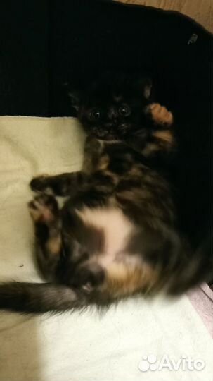 Котята ищут дом