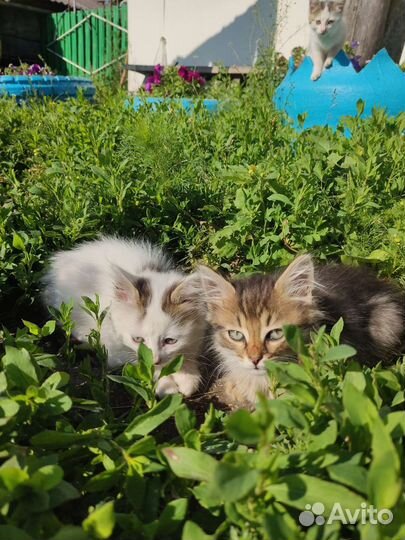 Котята в добрые руки 1 месяц