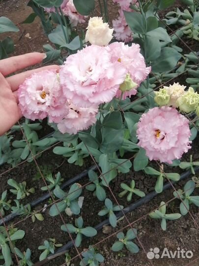 Цветы эустома