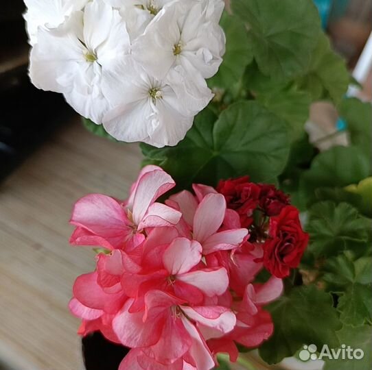 Герань до 10 октября