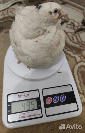 Яйца перепелиные инкубационные