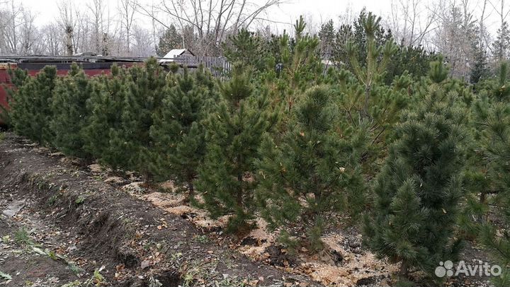 Сибирский кедр экстра класс. Саженцы