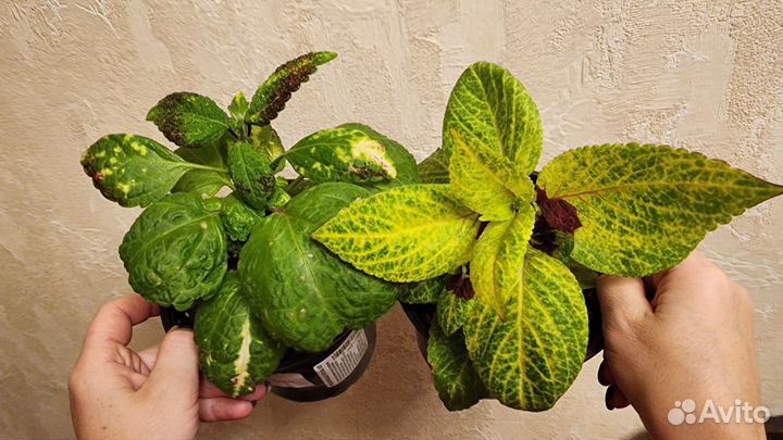 Колеусы срезы