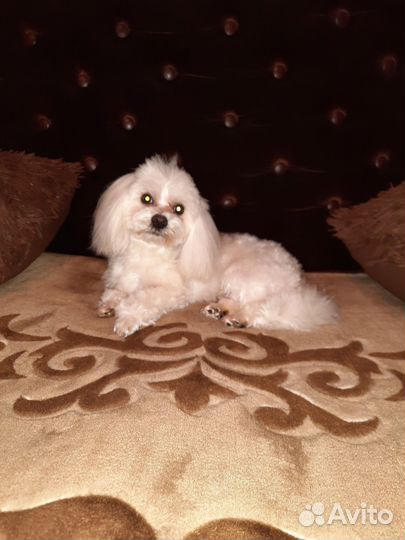 Мальтийская болонка