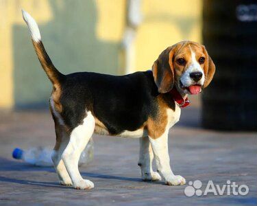 Выгул собак