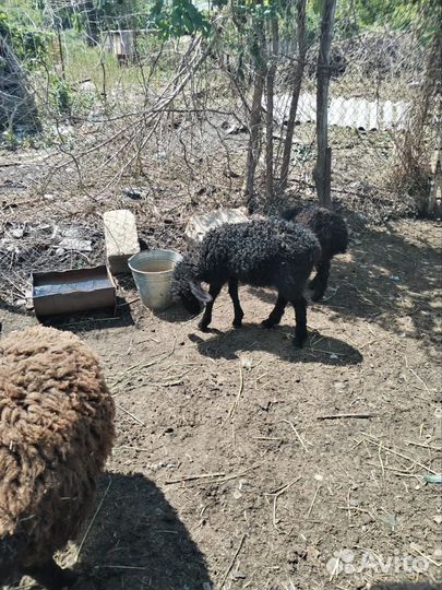 Овцы бараны
