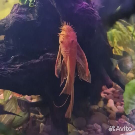 Аквариумные рыбки