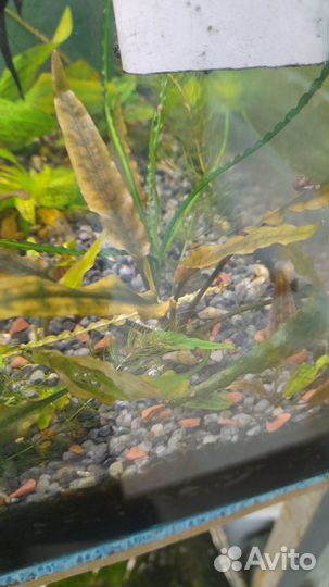 Аквариумные растения