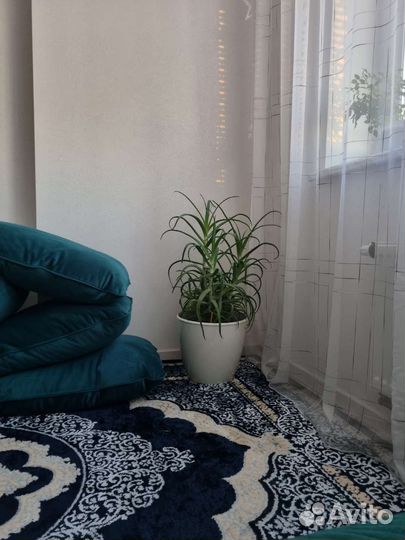 Алоэ с горшком 18л