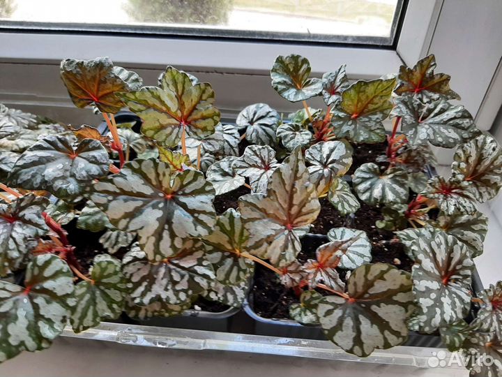 Бегония Дрега каудексная