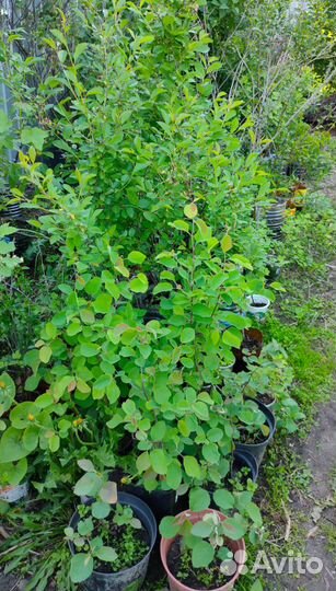 Саженцы разные