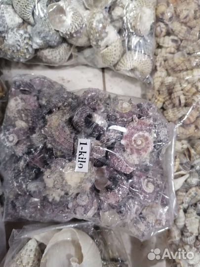 Морские ракушки для декора