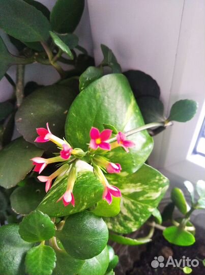 Калонхое цветущий (красный, оранжевый)