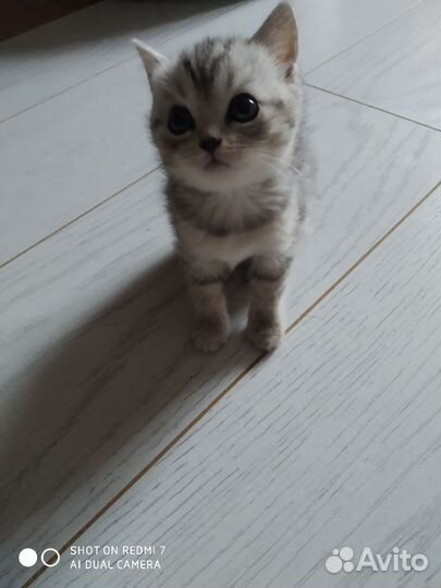 Шотландская