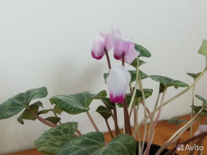 Цикламен Розмари цветущий