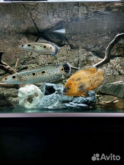 Астронотус большрй Красный