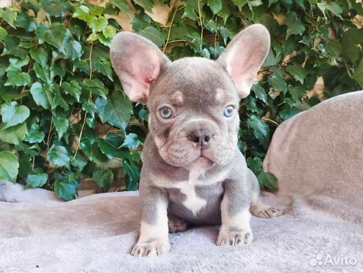 Щенки французского бульдога