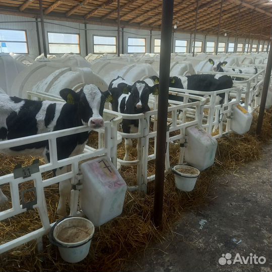 Молодняк бычки