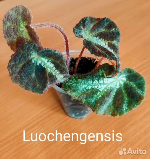 Бегонии природники, часть 3