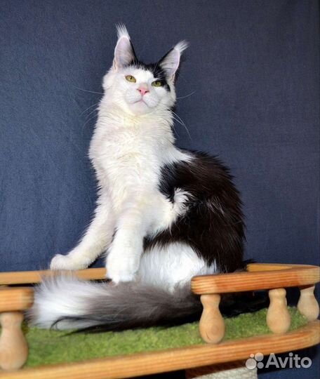 Кошка Мейн Кун