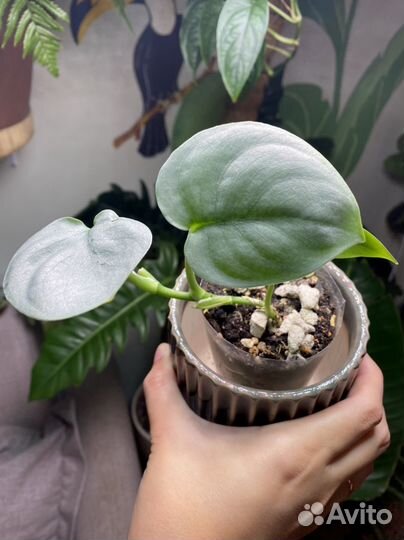 Сциндапсус платинум