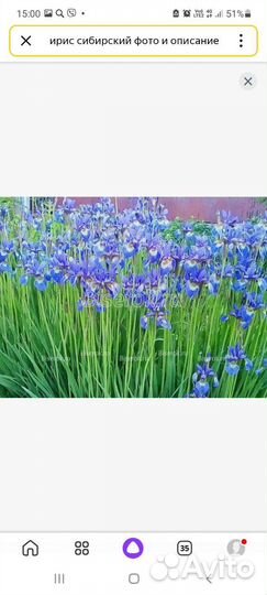 Ирис сибирский