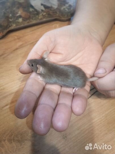 Мышь декоративная сатиновая