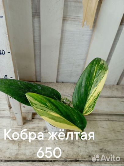Комнатные цветы растение филодендроны коллекционны