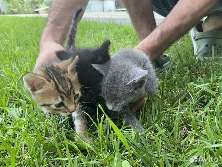 Отдам котят в добрые руки