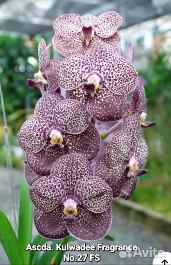 Экзотические растения