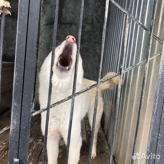 Шикарный пёс ищет Свой Дом