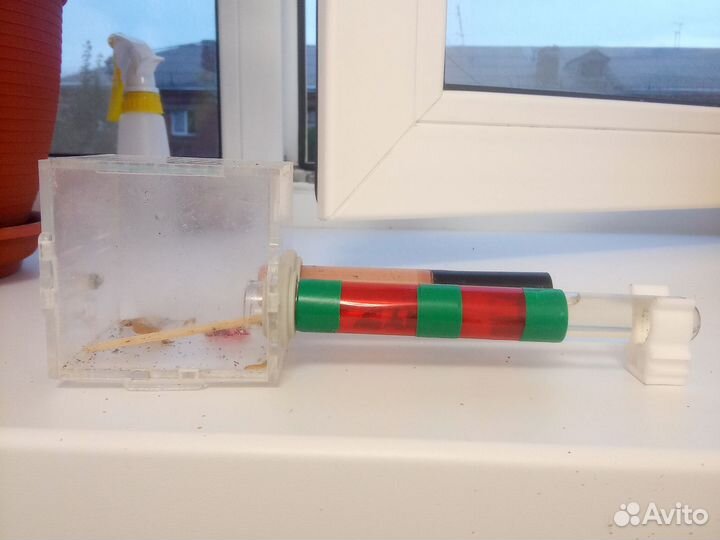 Муравей companotus saxatilis