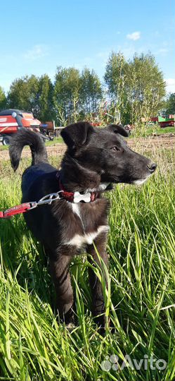 Щенок в добрые руки бесплатно