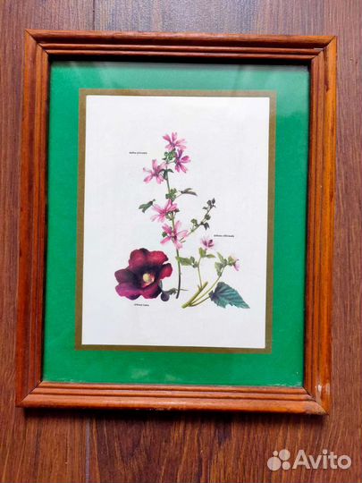 Винтажные принты, тема ботаника