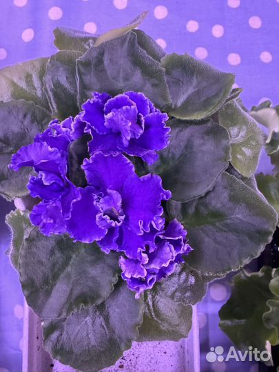 Сортовые фиалки