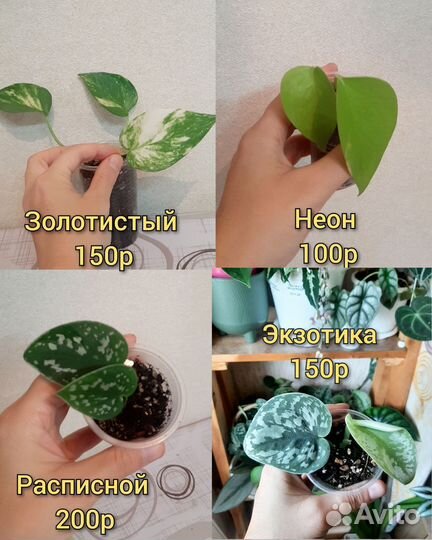 Разные комнатные растения