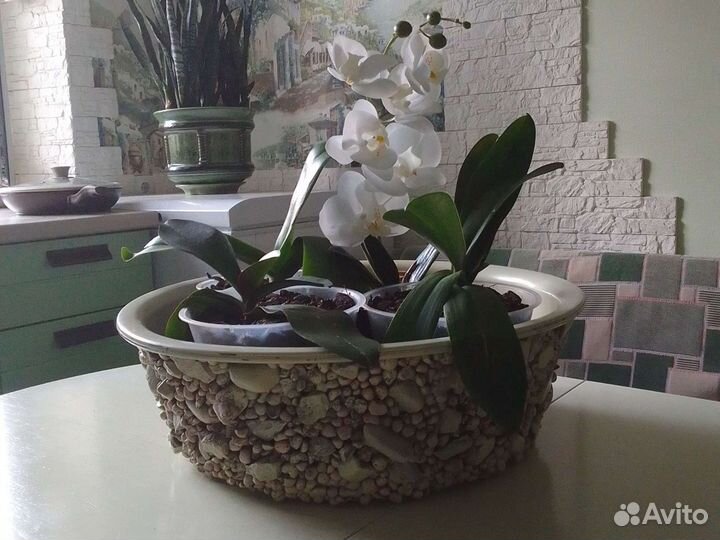 Орхидеи живые