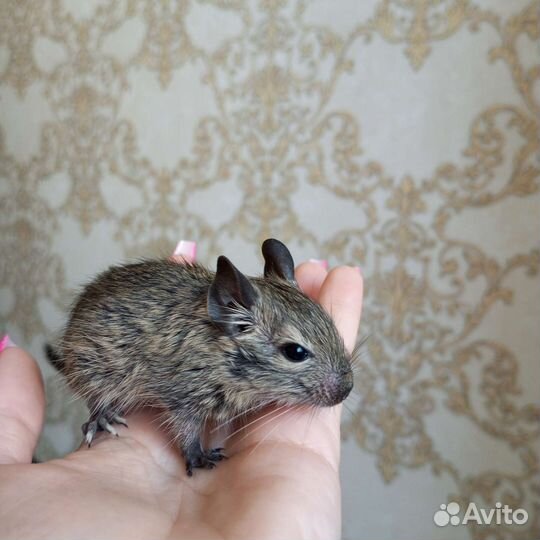 Чилийская белка дегу