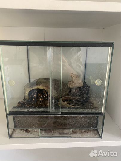 Паук-птицеед, эублефар, террариумы с наполнением