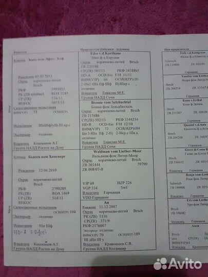 Кобель дратхаара