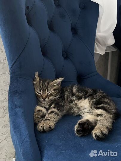 Шотландские вислоухие котята