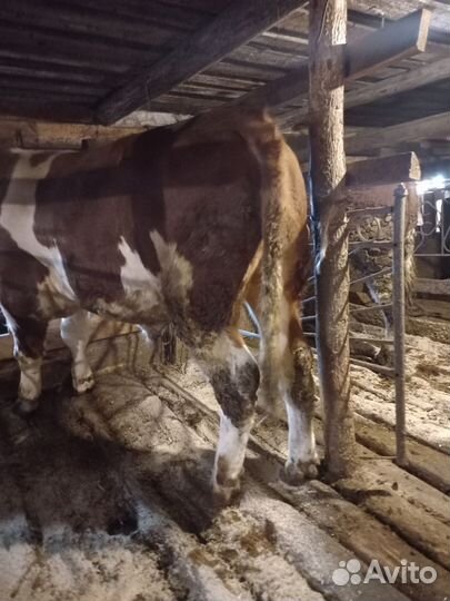 Бык,сементал