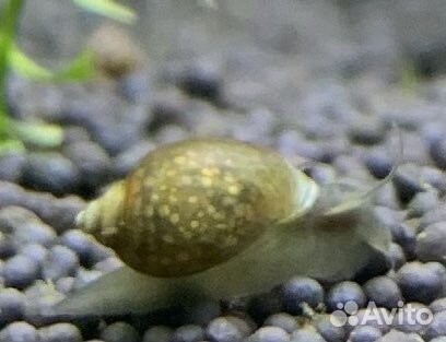 Рыбки, креветки, улитки